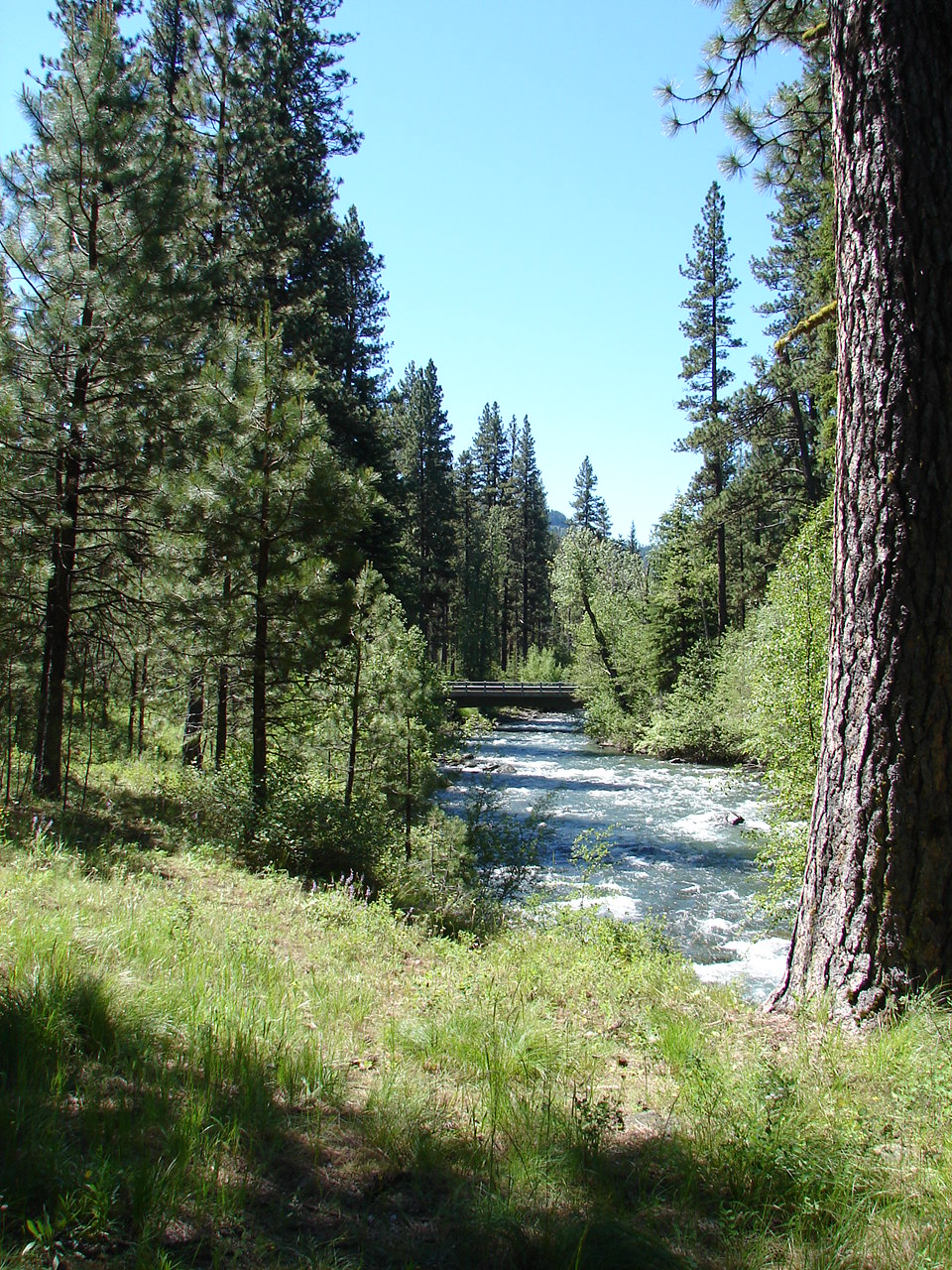 Wild and scenic Imnaha River flowing through a pine and fir tree forest
