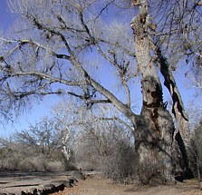 Photograph of large tree in a recreation area that could present a hazard