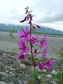 A bright fireweed flower stands by a glacial river.