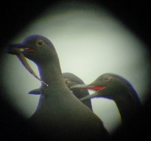 A shot through a binoculars lens shows three pigeon guillemonts, one with a fish in its beak.