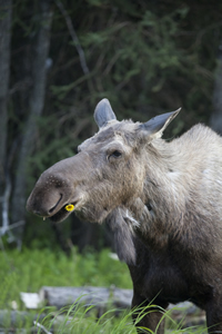 Moose eating a dandelion