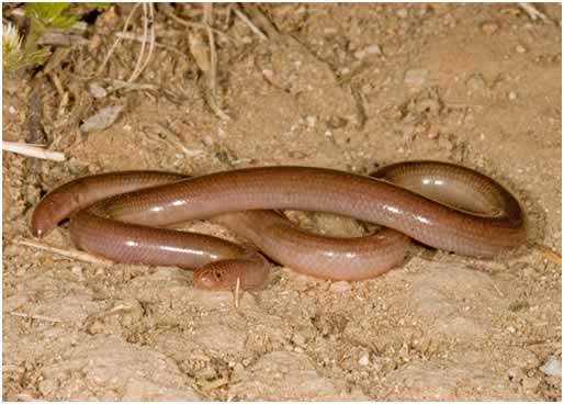 Common worm snake/V������bora comon