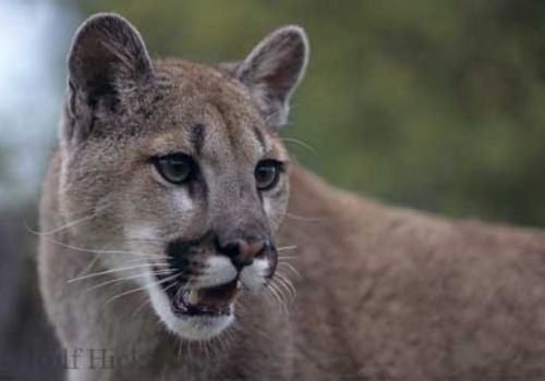 Picture of Cougar