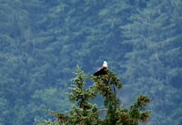 A bald eagle sits in the top of a tree