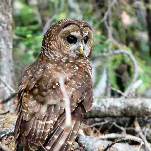 Close-up photo of a spotted owl sitting on a jumble of branches.