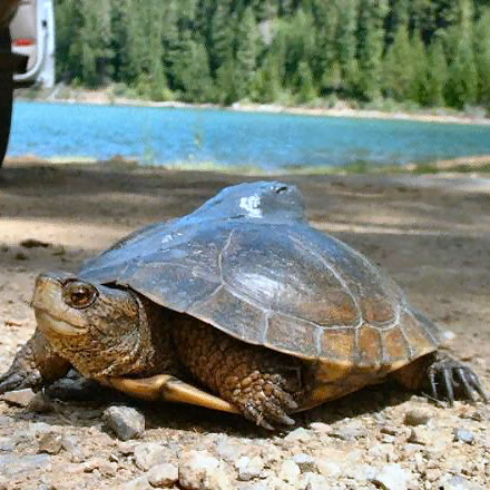 Close-up photo of a western pond turtle moving away from a lake with trees in background.