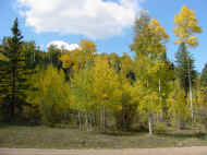 Picture of Camino Real fall colors