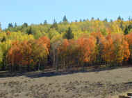 Picture of Tres Piedras fall colors