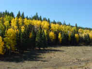 Picture of fall colors in Tres Piedras