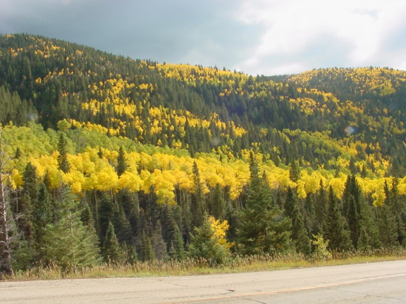 Tall trees with thick golden yellow leaves at Taos Ski Valley