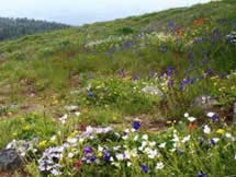 Wildflowers in open meadow at Marys Peak