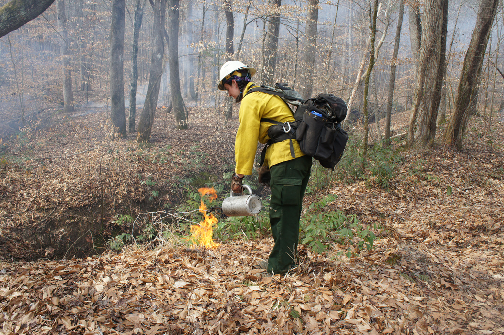 A member of the prescribed burning crew uses a drip torch to ignite a burn on the Chattahoochee NF.