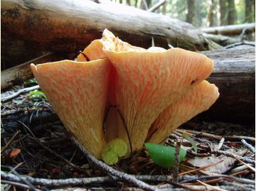 Close up of light-colored mushrooms
