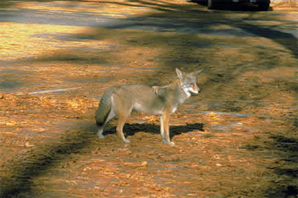 a coyote looking to the right
