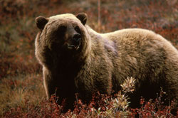 Photo of a grizzly bear
