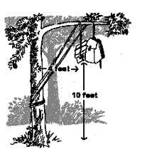 Illustration of food hanging from a branch