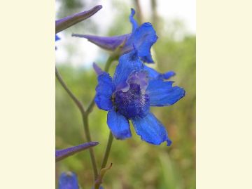 The spiked larkspur is a blue iris- like wildflower.