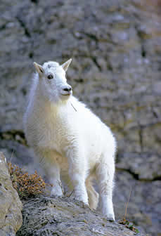 a white mountain goat perches on a rock