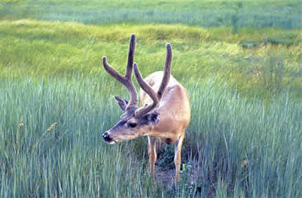 a deer with large antlers standing in a field