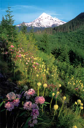 a snow-capped mountain with flowers in the foreground