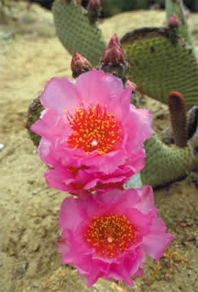 a cactus in the desert in full bloom with pink flowers