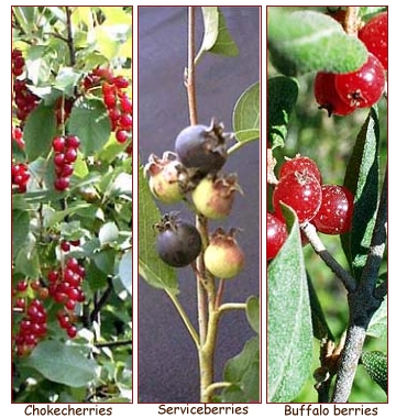 Image of huckleberries and other berries