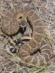 A rattle snake raises his tail and prepares to strike.