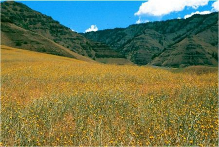 A large meadow at the base of the mountains has been taken over by Yellow Starthistle