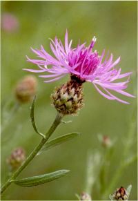 Spotted Knapweed is a delicate pink flower.