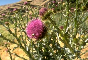 Scotch Thistle is a pink flower with barbs.