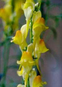 Dalmatian Toadflax has yellow flowers on a tall stock.