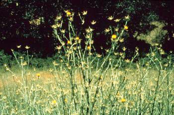 Yellow starthistle has small yellow flowers with barbs and is harmful to horses.