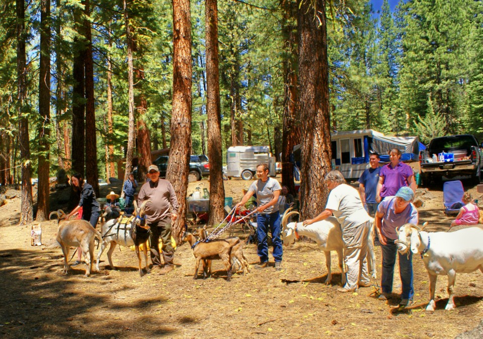 Pack goats and their owners prepare to hike into the South Warner Wilderness to remove trash.