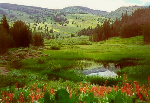 Wildflowers bloom, grass is green and water flows in Pine Creek Basin in spring.