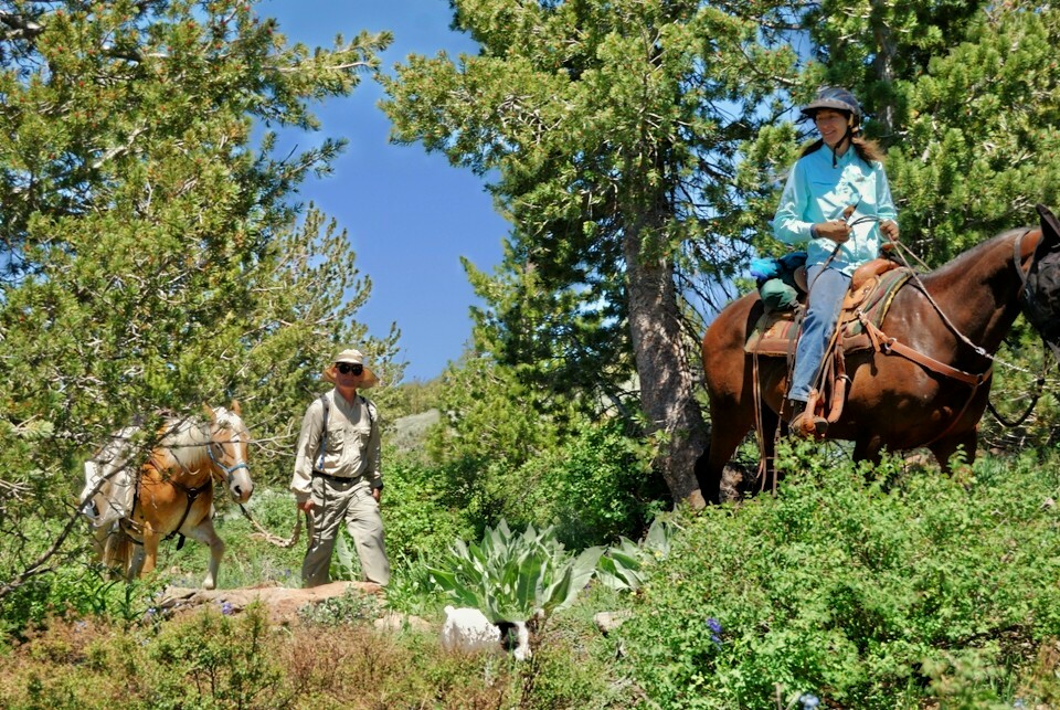A woman rides a brown horse while a man leads  a palomino with pack gear.