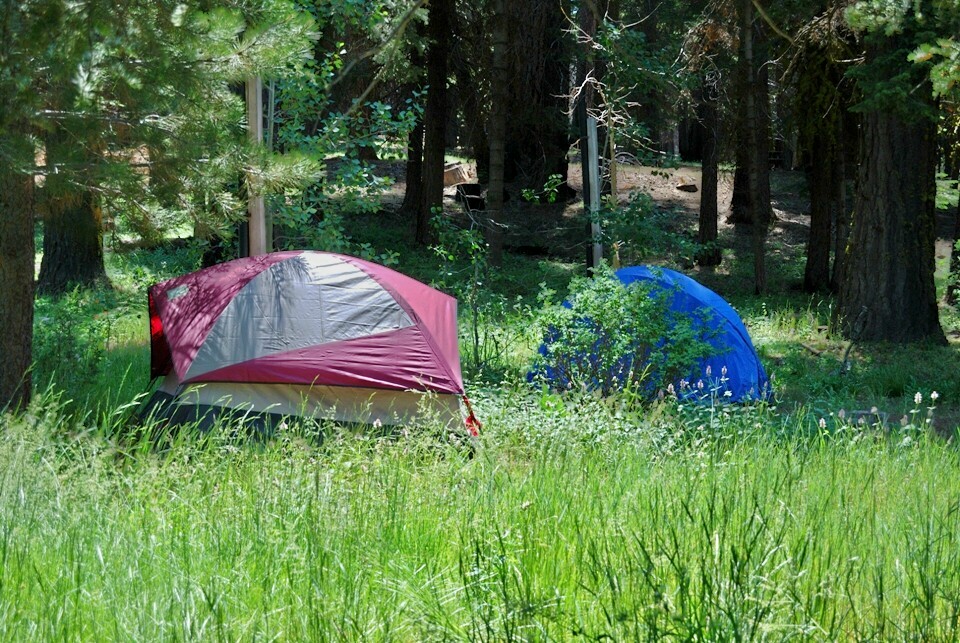 Avoid pitching tents on grass.The bare dirt area behind the trees would be more appropriate.