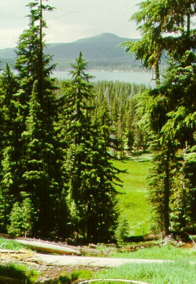 Looking through the trees high above Medicine Lake.