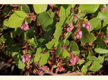 Shiny green leaves and delicate small pink flowers describe the Manzanita bush.