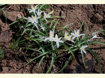 Long green leaves and small white lily-like flowers of the Sand Lily bloom in the spring.