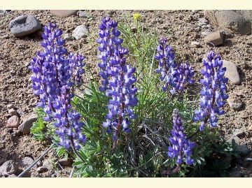 The tall stalks of Lupine have dozens of blueish purple flowers in a long cluster.