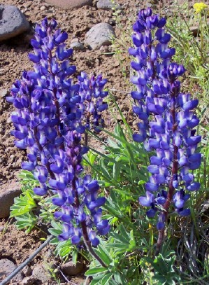 Lupine have clusters of blue purple flowers along a long stalk.