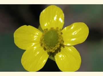 The Sagebrush Buttercup has 5 yellow shiny petal around a greenish-yellow center.
