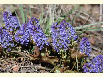 Kittentails are clusters of tiny blue flowers in a single stalk resembling lupine.