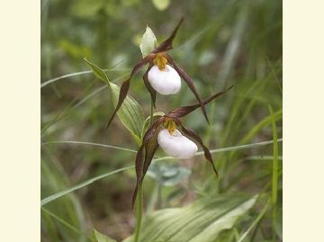 The Mountain Lady Slipper is a tiny white orchid shaped like a lady's bedroom slipper.