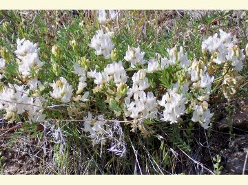 The Milkvetch has dozens of white blooms in the shape of pods.