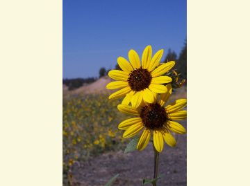 Wild sunflower is a large daisy-like yellow flower with a dark center.