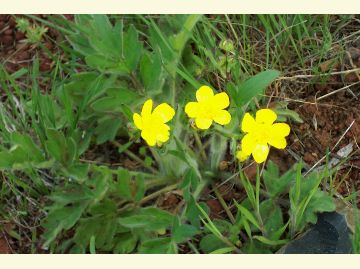 The Western Buttercup is a  shiny yellow flower with 5 or 6  petals and a yellow center.