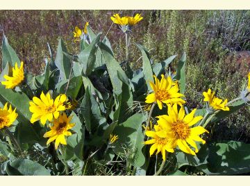 Long slender leaves give the Mules Ear it's name.  They have bright yellow daisy-like flowers.