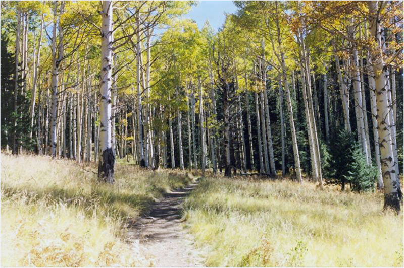 Kachina Trail Fall Colors