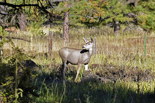 A mule deer seen from Forest Road 151 in the Hart Prairie area of Coconino National Forest.